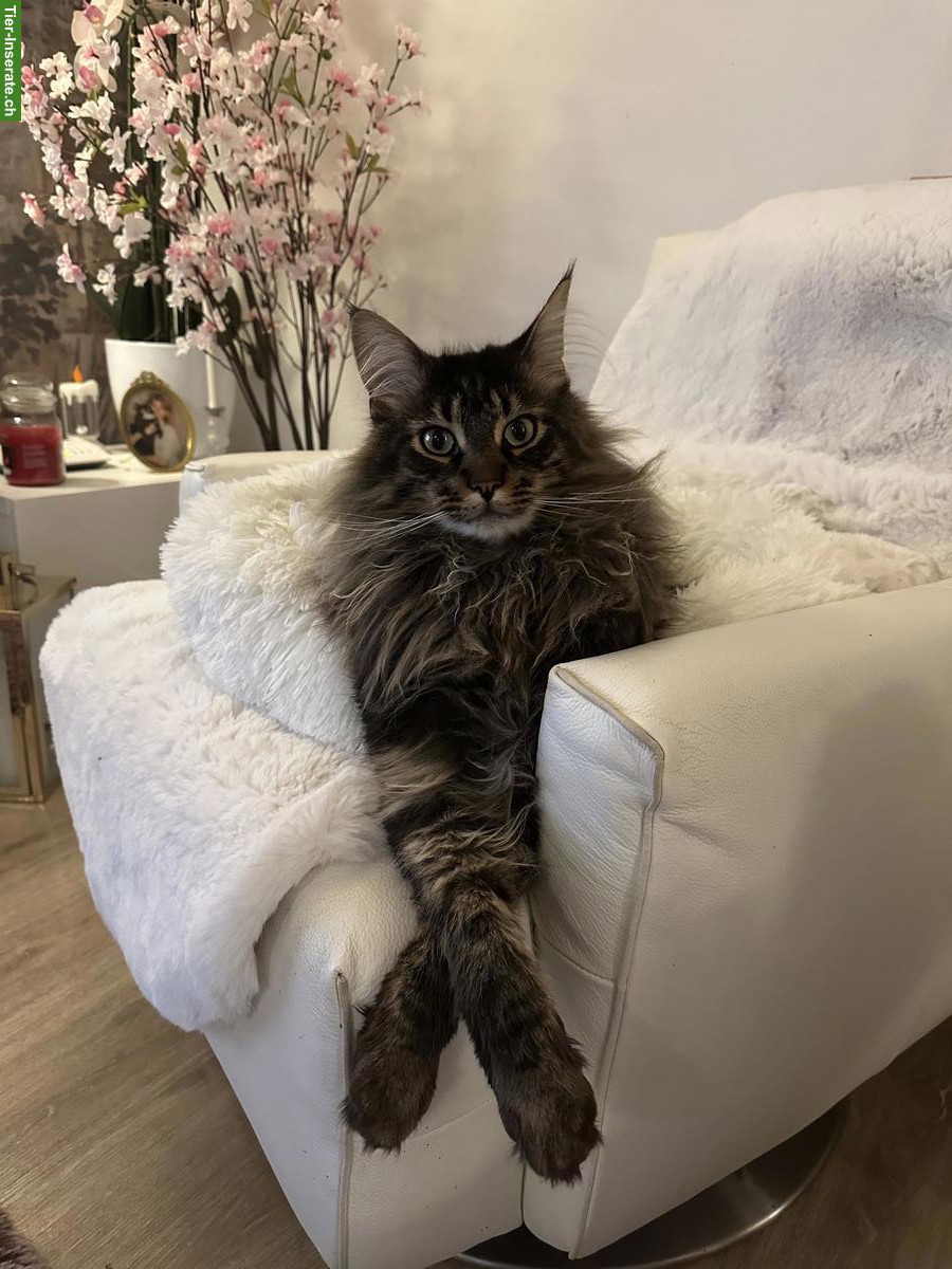 Rassenreine Maine Coon Katzen Geschwister mit Stammbaum