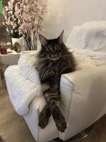 Rassenreine Maine Coon Katzen Geschwister mit Stammbaum