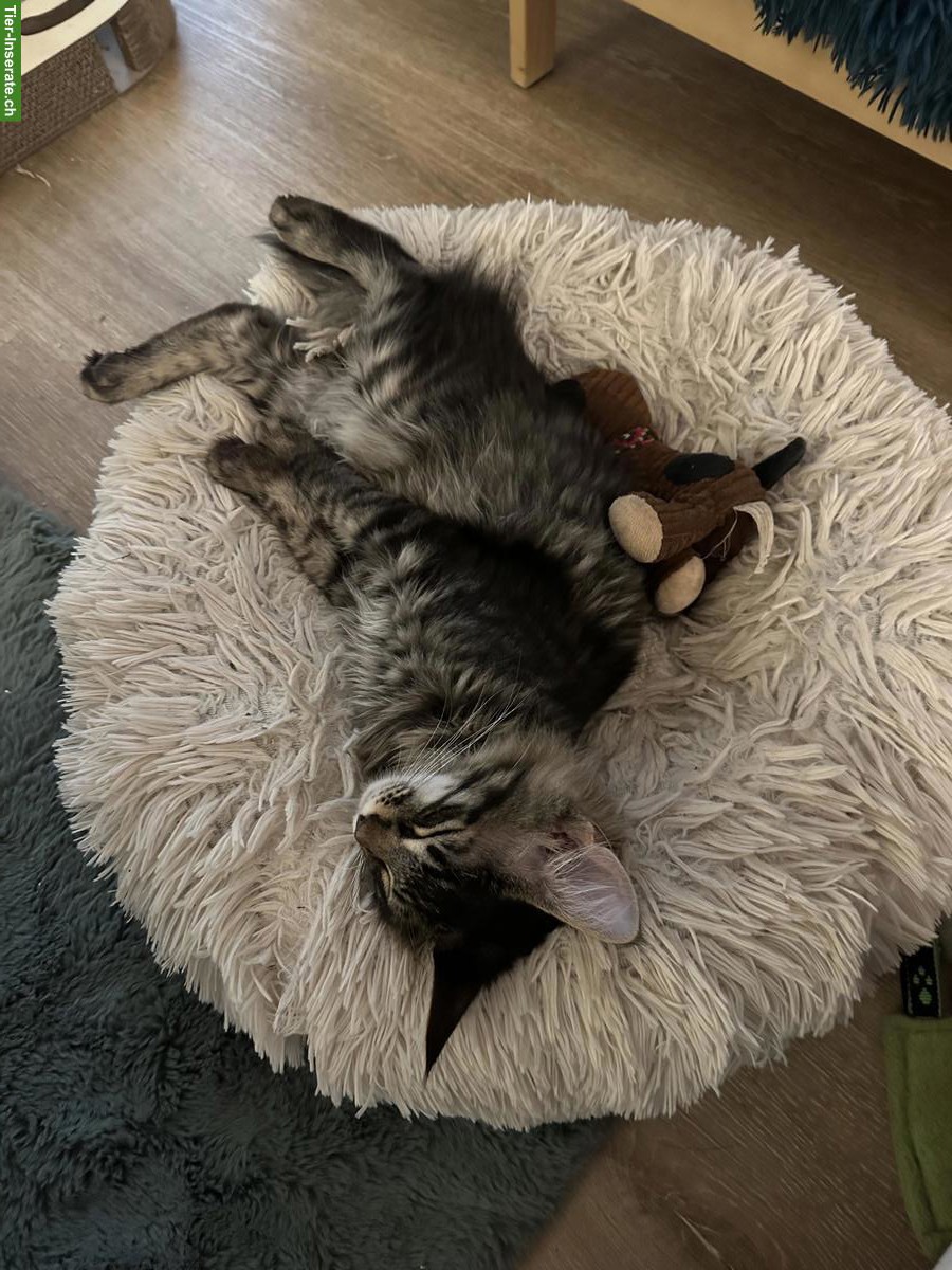 Bild 2: Rassenreine Maine Coon Katzen Geschwister mit Stammbaum