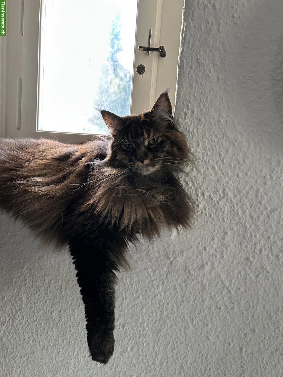Bild 3: Rassenreine Maine Coon Katzen Geschwister mit Stammbaum