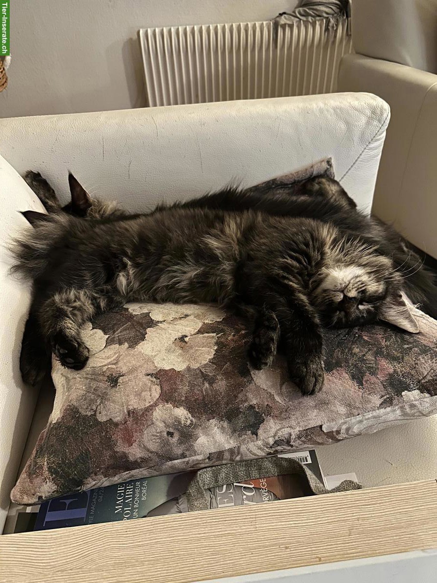 Bild 4: Rassenreine Maine Coon Katzen Geschwister mit Stammbaum