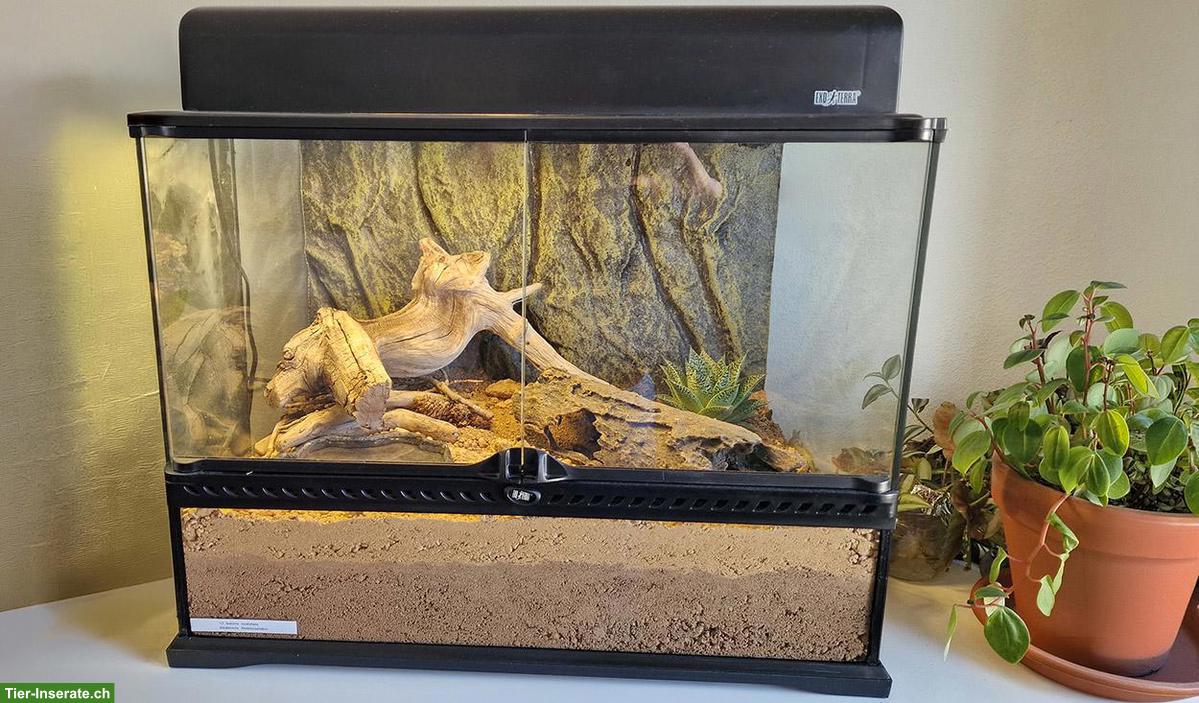 Lasiodora parahybana 1.0 adult inkl. Terrarium & Licht