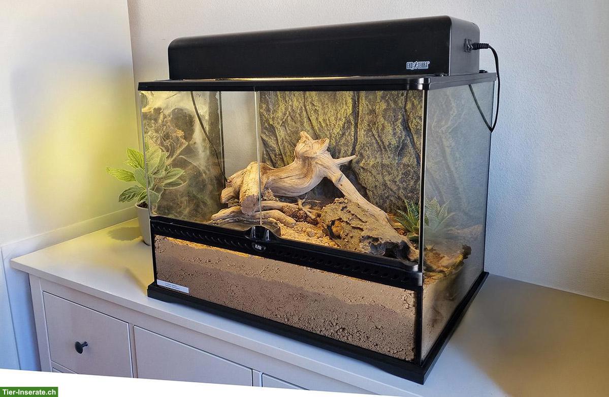 Bild 2: Lasiodora parahybana 1.0 adult inkl. Terrarium & Licht