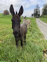 Esel Hengst zu verkaufen