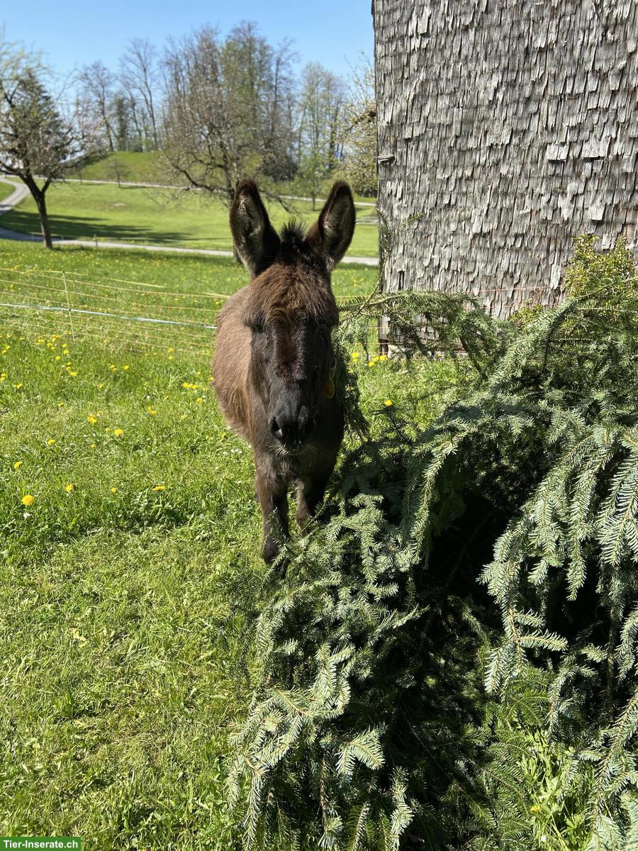 Bild 2: Esel Hengst zu verkaufen