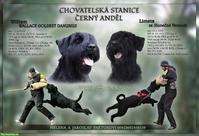 Riesenschnauzer Welpen zu verkaufen