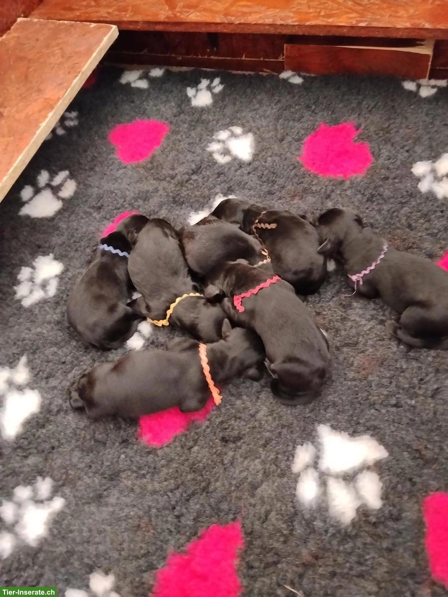 Bild 2: Riesenschnauzer Welpen zu verkaufen