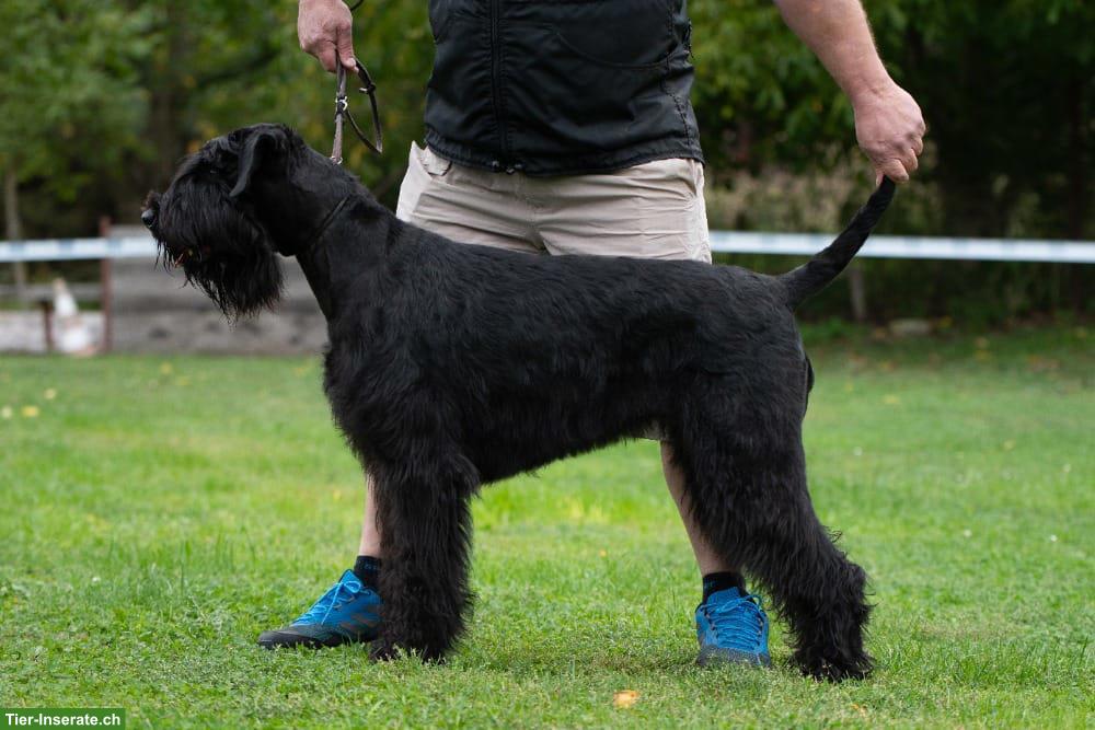 Bild 3: Riesenschnauzer Welpen zu verkaufen
