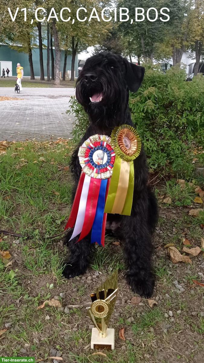 Bild 5: Riesenschnauzer Welpen zu verkaufen