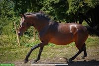 Oldenburger Zuchtstute als Bestellpferd