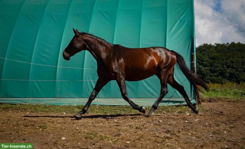 Bild 2: Oldenburger Zuchtstute als Bestellpferd