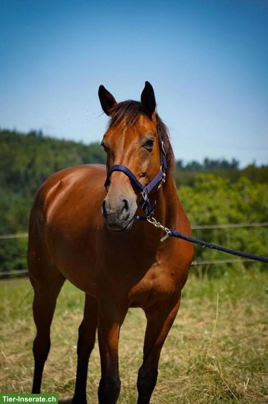 Deutsches Sportpferd Zuchtstute von Quiwi Dream, Freizeitpferd