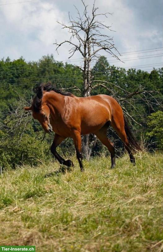 Bild 2: Deutsches Sportpferd Zuchtstute von Quiwi Dream, Freizeitpferd