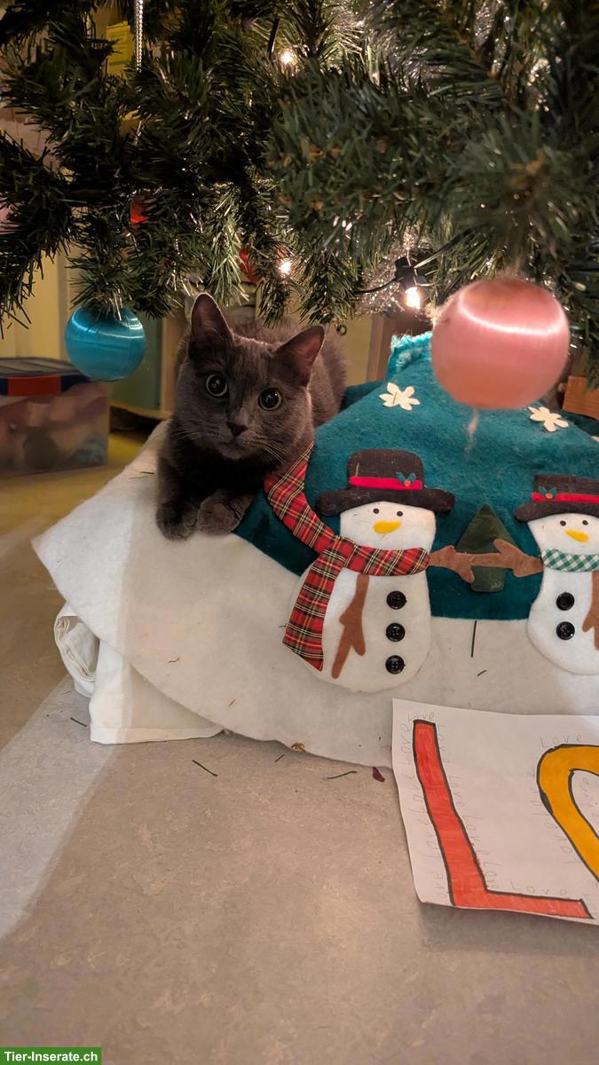 Russisch Blau Katze sucht liebes Daheim