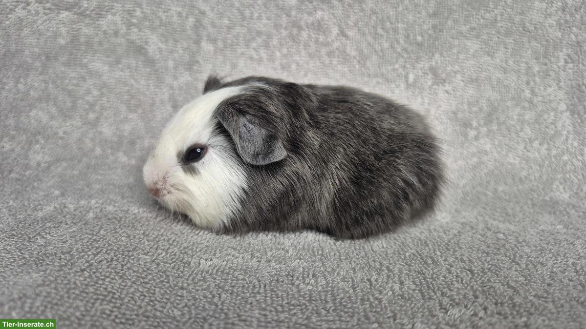 Wunderschöne Meerschweinchen Weibchen