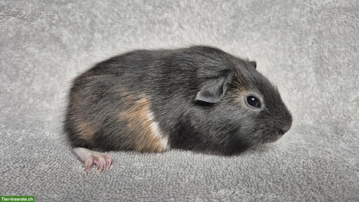 Bild 2: Wunderschöne Meerschweinchen Weibchen