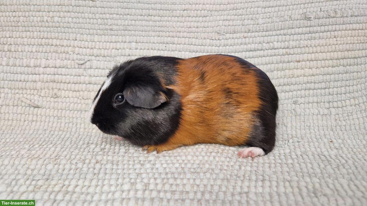 Bild 3: Wunderschöne Meerschweinchen Weibchen