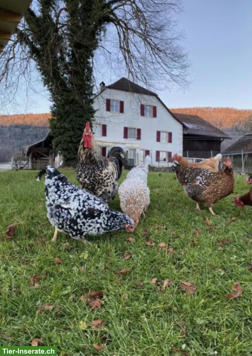 Schwedische Blumenhühner Junghennen