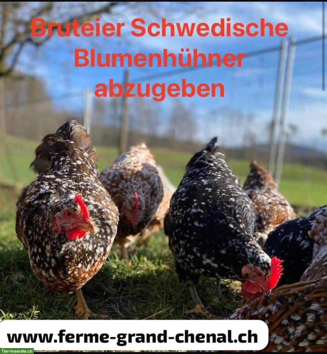 Bild 2: Schwedische Blumenhühner Junghennen