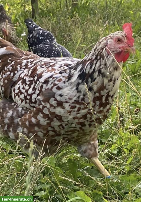 Bild 3: Schwedische Blumenhühner Junghennen