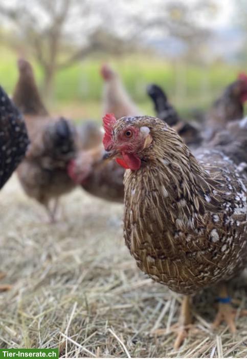 Bild 4: Schwedische Blumenhühner Junghennen