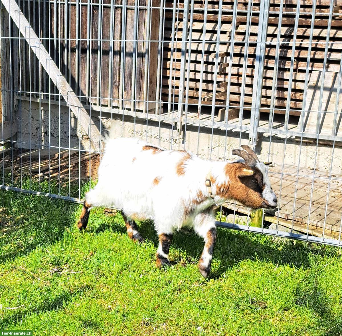 Zwergziegen Bock kastriert zu verkaufen