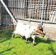 Zwergziegen Bock kastriert zu verkaufen