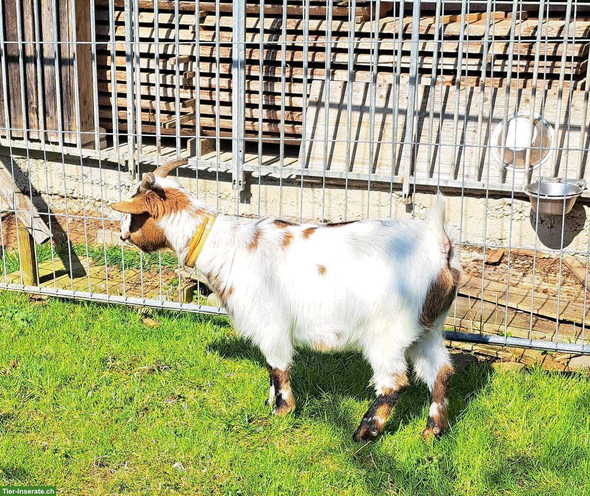 Bild 2: Zwergziegen Bock kastriert zu verkaufen