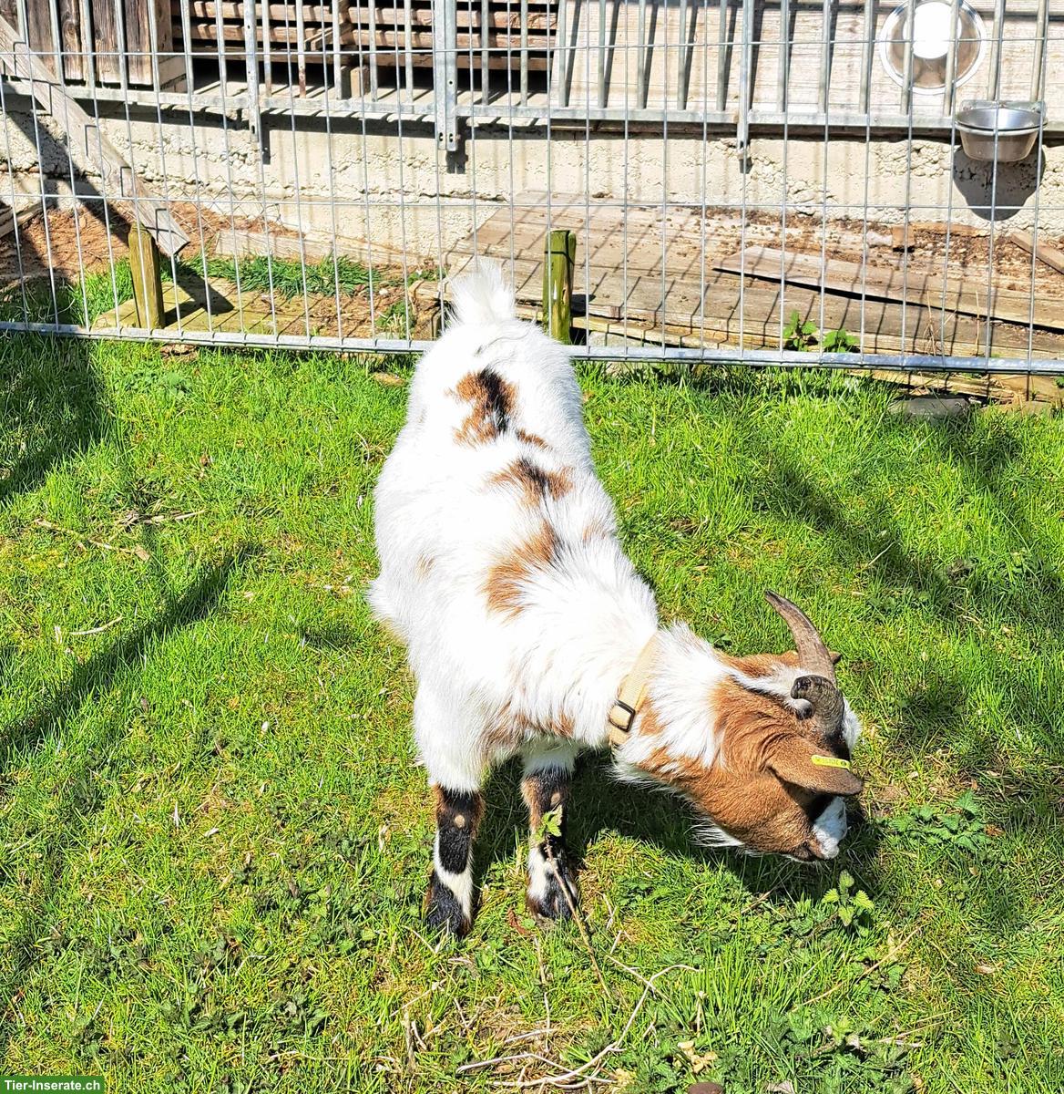 Bild 3: Zwergziegen Bock kastriert zu verkaufen