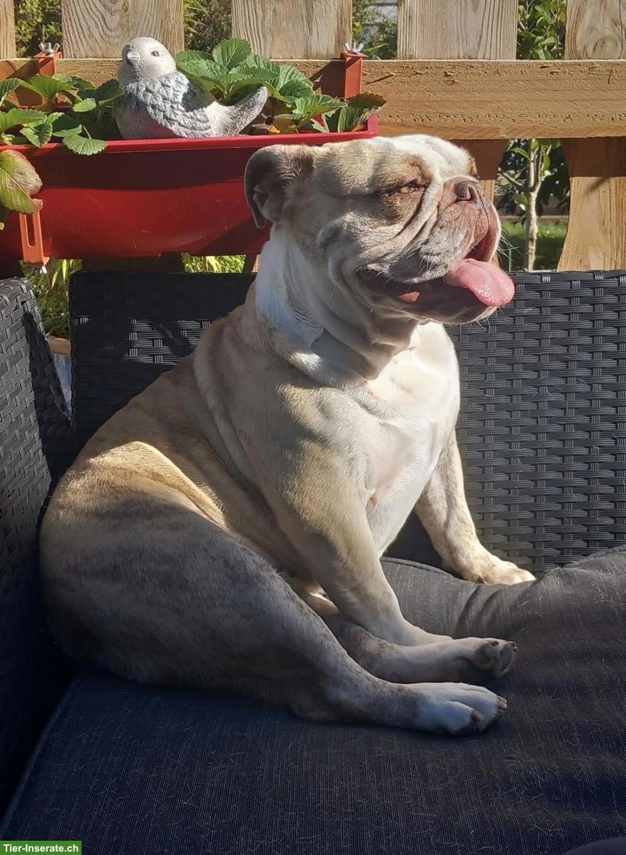 English Bulldogge Hündin Elly zu verkaufen