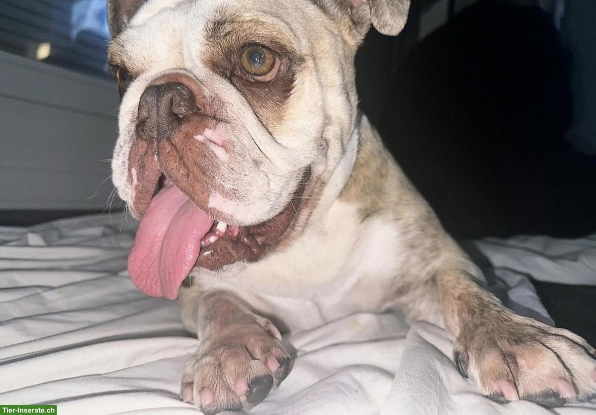 Bild 2: English Bulldogge Hündin Elly zu verkaufen