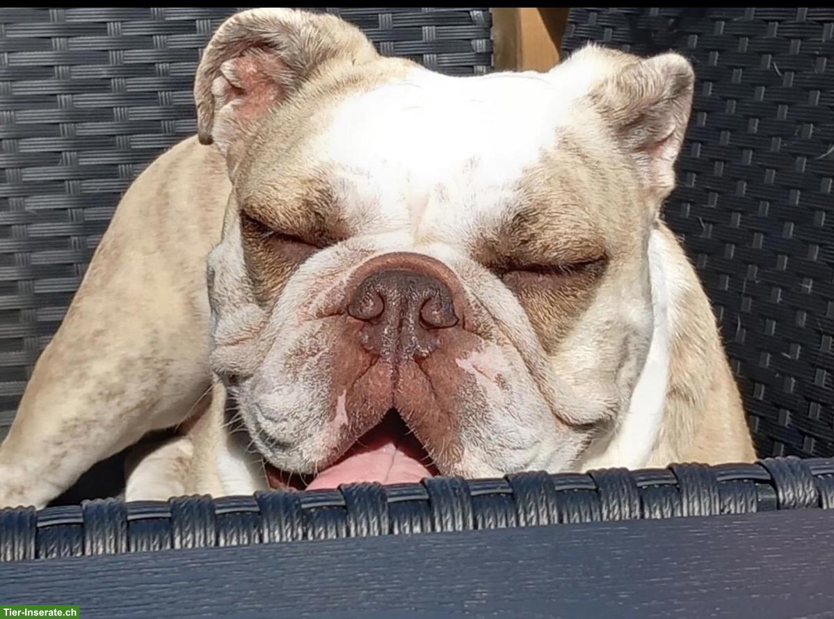 Bild 3: English Bulldogge Hündin Elly zu verkaufen