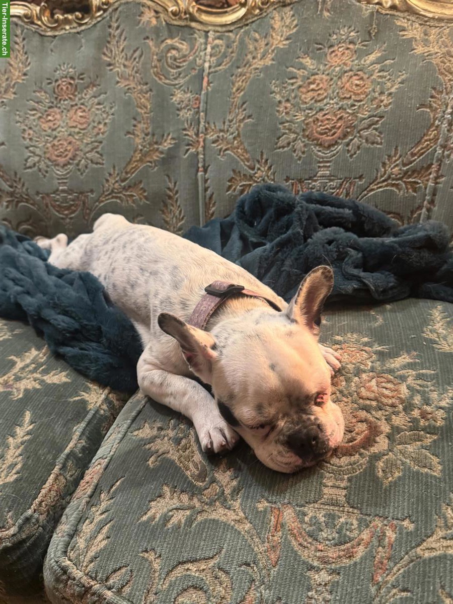 Junge, aufgestellte Französische Bulldogge Hündin