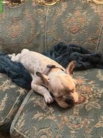 Junge, aufgestellte Französische Bulldogge Hündin