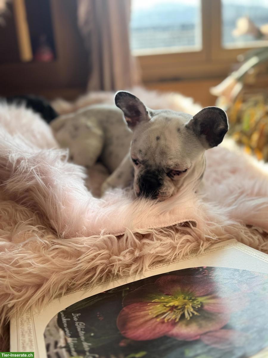 Bild 2: Junge, aufgestellte Französische Bulldogge Hündin