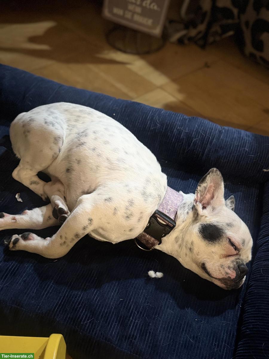 Bild 3: Junge, aufgestellte Französische Bulldogge Hündin