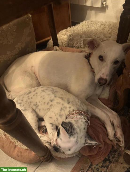 Bild 4: Junge, aufgestellte Französische Bulldogge Hündin