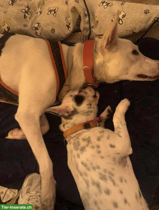 Bild 5: Junge, aufgestellte Französische Bulldogge Hündin