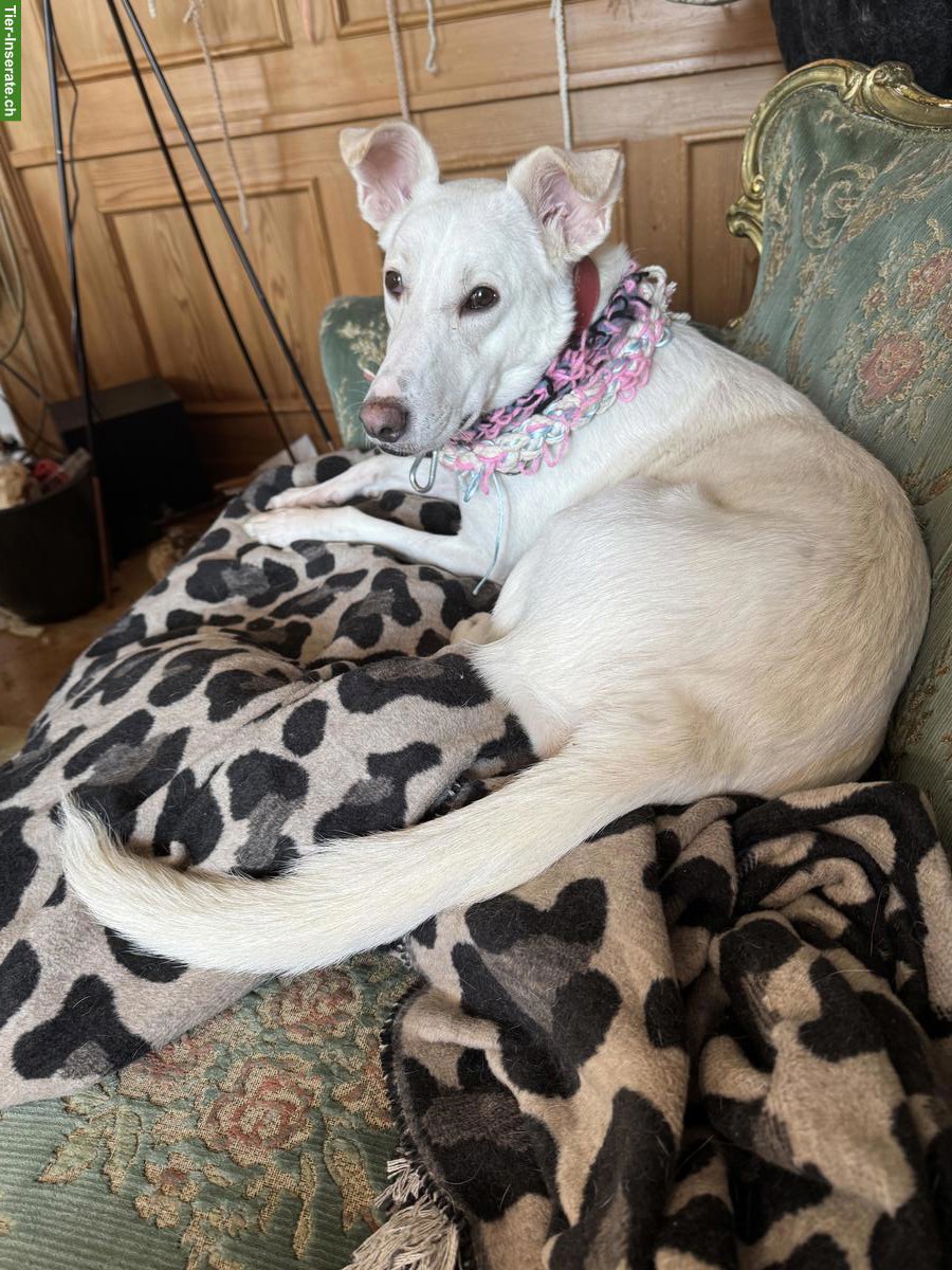 Sehr liebe junge Mischlingshündin sucht ein Zuhause