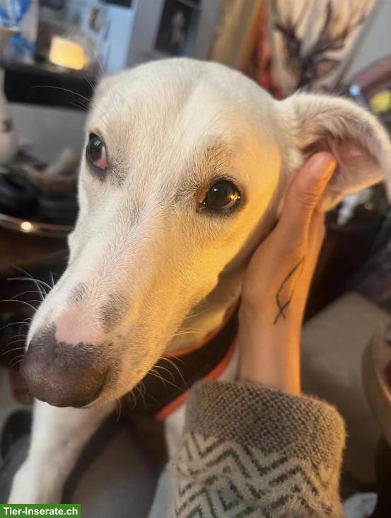 Bild 2: Sehr liebe junge Mischlingshündin sucht ein Zuhause