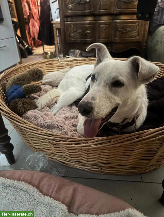 Bild 3: Sehr liebe junge Mischlingshündin sucht ein Zuhause