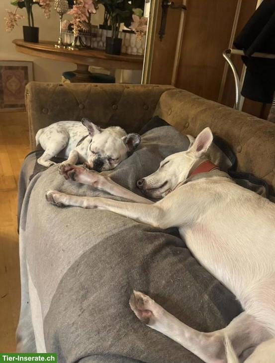 Bild 5: Sehr liebe junge Mischlingshündin sucht ein Zuhause