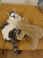 Freigänger-Katze, 5-jährig, in liebevolle Händen abzugeben