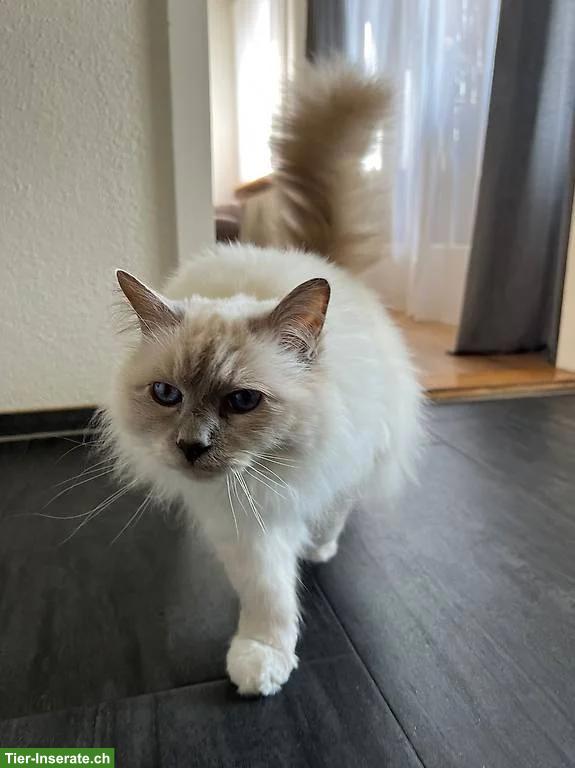 Liebevolle Heilige Birma Seniorenkatze abzugeben