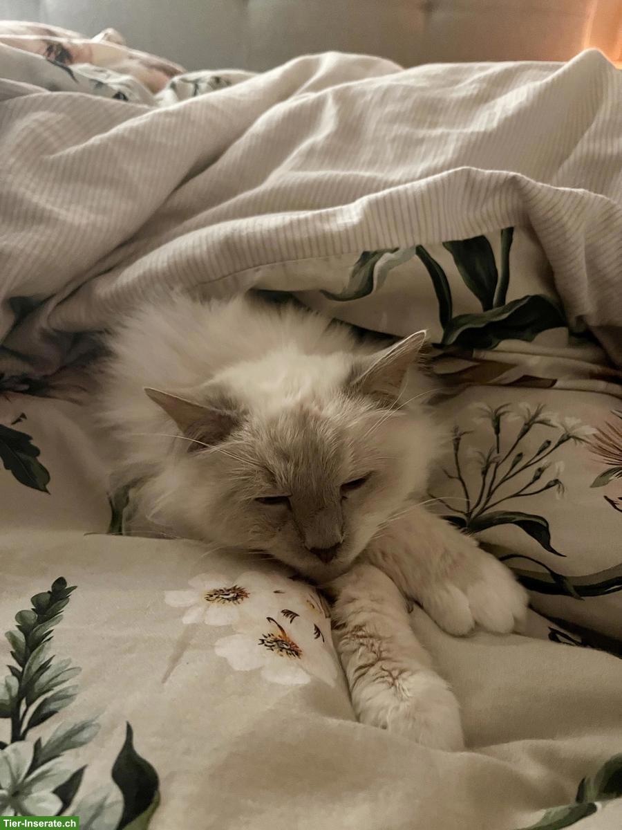 Bild 10: Liebevolle Heilige Birma Seniorenkatze abzugeben