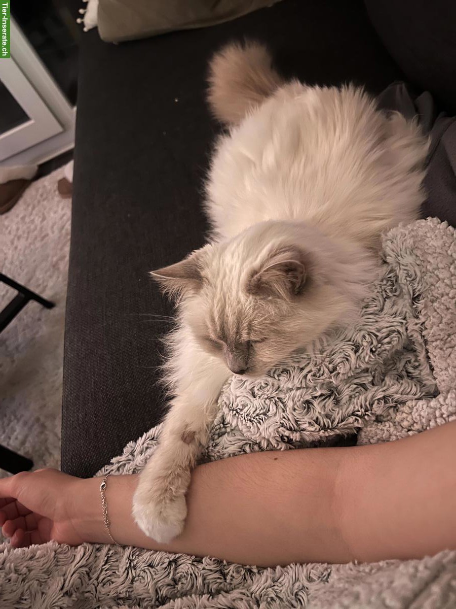 Bild 2: Liebevolle Heilige Birma Seniorenkatze abzugeben