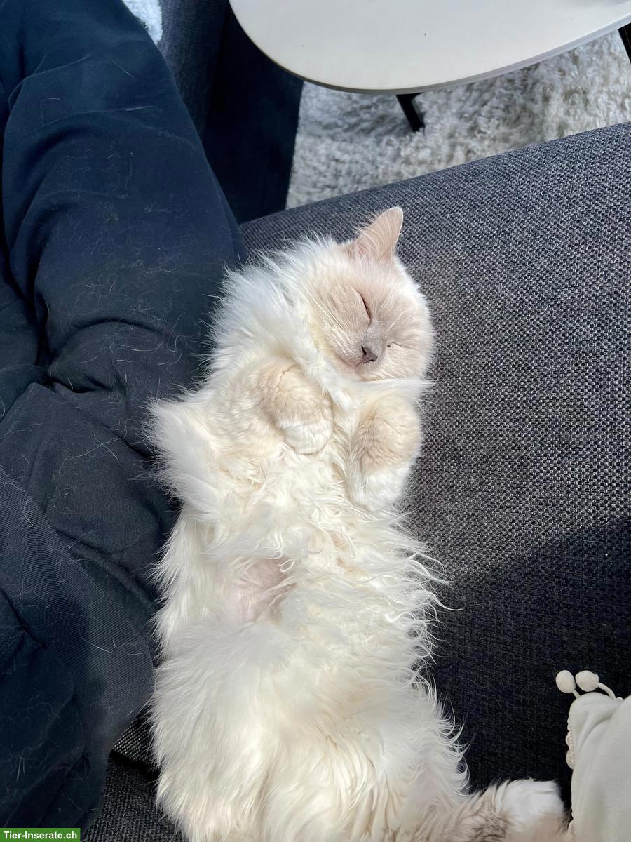 Bild 3: Liebevolle Heilige Birma Seniorenkatze abzugeben