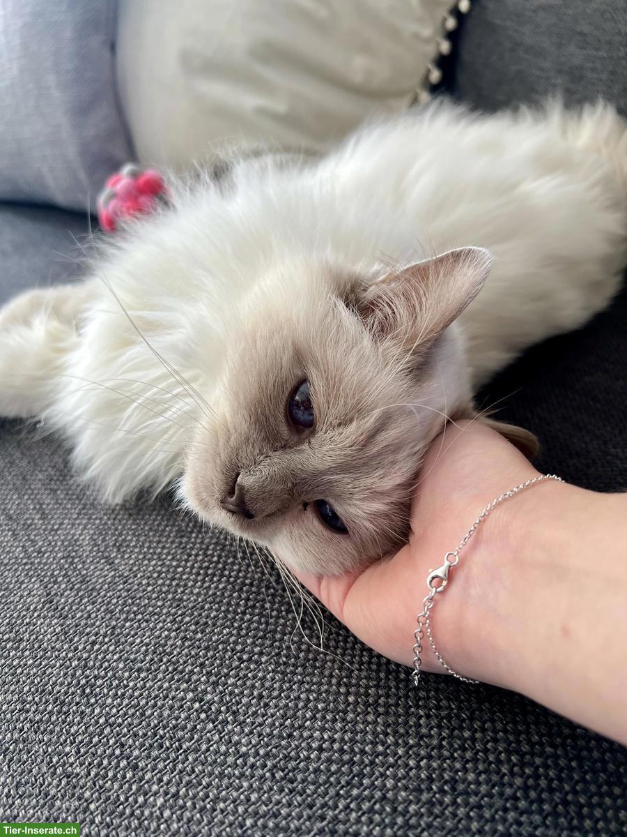 Bild 5: Liebevolle Heilige Birma Seniorenkatze abzugeben