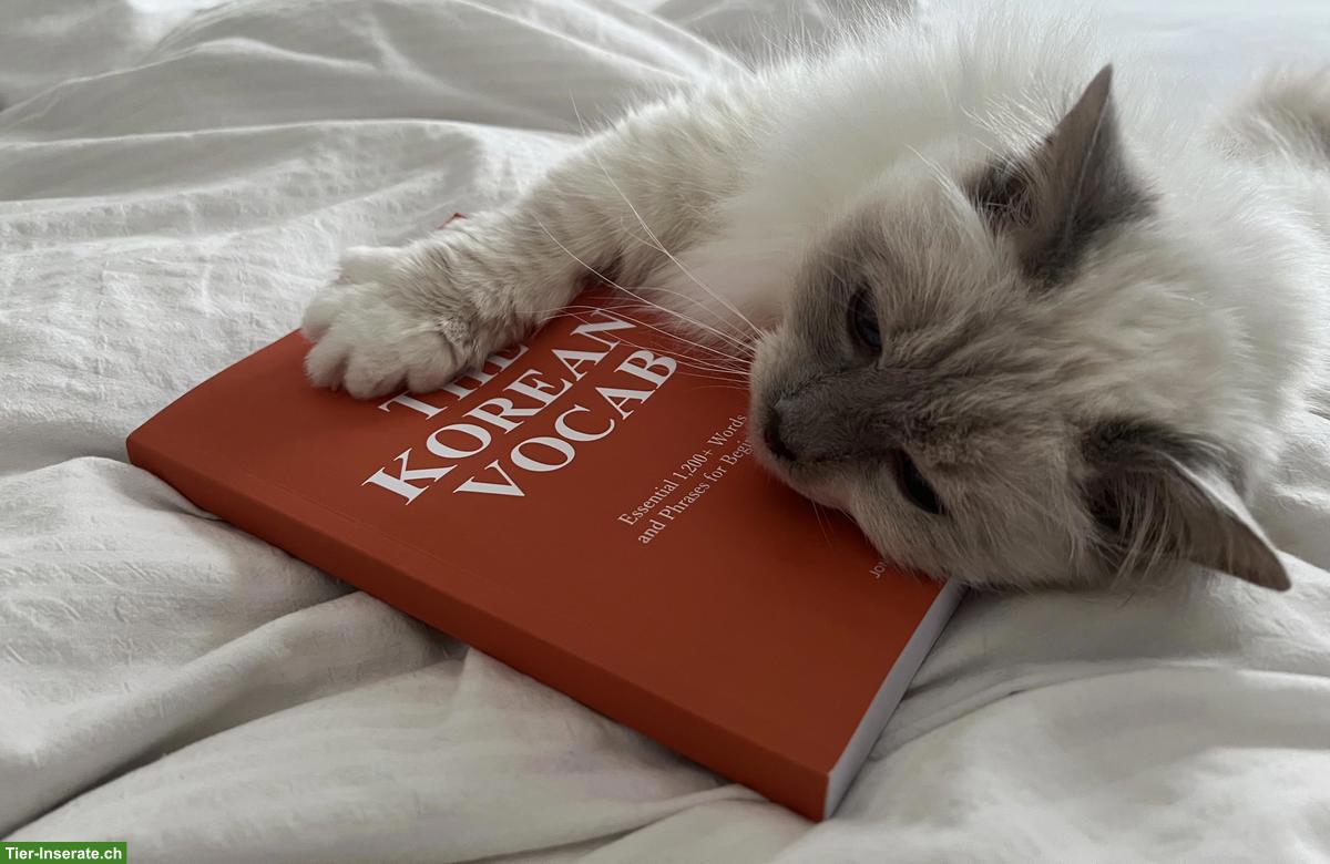 Bild 6: Liebevolle Heilige Birma Seniorenkatze abzugeben