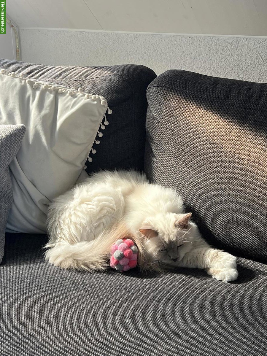 Bild 7: Liebevolle Heilige Birma Seniorenkatze abzugeben